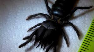 We have camel spider for sale. My Black Camel Spider Has Passed Away Youtube