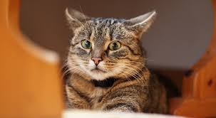 Hi my nearly 14 year old tabby has been yowling after light out at night. 6 Reasons Your Cat Won T Stop Meowing At You Meowingtons