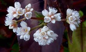 Blue flowers in bloom now. Still Blooming Now Persicaria Microcephala Red Dragon With Beautiful Tiny White And Blue Flowers White And Blue Flowers Blue Flowers Red Dragon