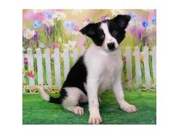 There are 5 females and 2 males pups. Border Collie Puppies Petland Bolingbrook Il