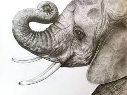 Baby Elephant Original Pencil Drawing By Lucy By Caughtbythelight 120 00 Elephant Head Drawing Elephant Drawing Pencil Drawings