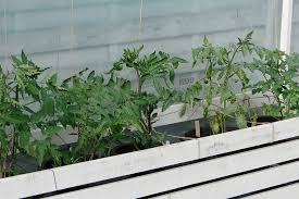 We did not find results for: Radda Rangliga Tomater Din Odlarvan