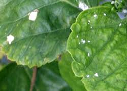 The issue can quickly over take your garden ruining your entire crop too. Hibiscus Care Hibiscus Doctor