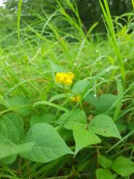 Image result for Vigna umbellata