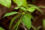 Image result for Euphorbia transvaalensis