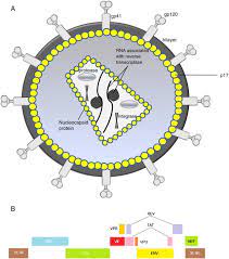 For veterans and the public. C C Chemokine Receptor Type Five Ccr5 An Emerging Target For The Control Of Hiv Infection Sciencedirect