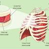 The serratus posterior inferior and superior. 1