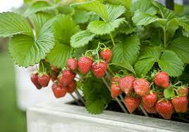 How To Grow Strawberry Plants In Pots Growing Raspberries Strawberry Plants Fruit Plants