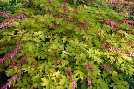 Pin On Plant Selection
