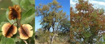 Image result for Combretum apiculatum