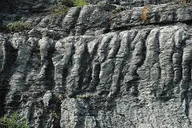 Image result for Struthiola montana