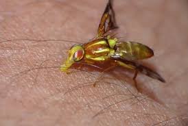 Tips For Dealing With Yellow Flies Yellow Flies Fly Bites Deer Fly
