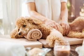 International dog day is held on july 2. All Pooches Welcome Celebrate International Dog Day In Australia With Ihg 2019 News Media Newsroom Intercontinental Hotels Group Plc