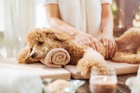 Dogs put their lives for humans for personal protection, law enforcement. All Pooches Welcome Celebrate International Dog Day In Australia With Ihg 2019 News Media Newsroom Intercontinental Hotels Group Plc