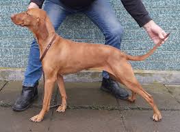 Image result for maďarský krátkosrstý ohař