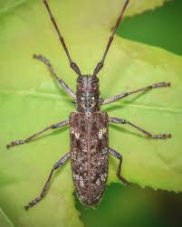 Image result for Sclerochiton obtusisepalus