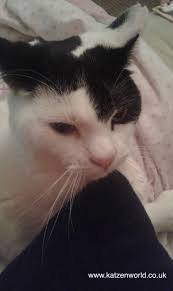 Charity Mews An Update From Bella Katzenworld Mew Animals Animal Kingdom