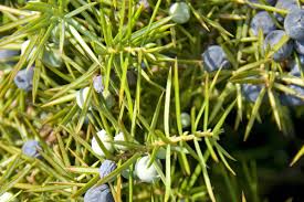 Die würzigen beeren sind ideal um kohlgerichte, wild, geflügel und pasteten zu würzen. Wacholder