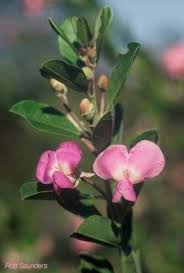 Image result for Coddia rudis