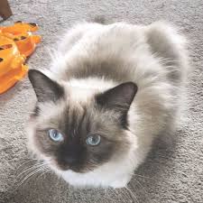 Black And White Ragdoll Cat Price Lavender Ragdoll Ragdoll Kittens Near Georgia Ragdoll Chinch Ragdollkittens Ragdollcatlilac Breeder Ragdoll Cat Breed Ragdoll Cat Price Ragdoll Kitten