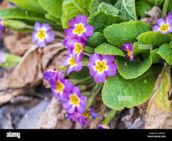 Image result for Primulaceae