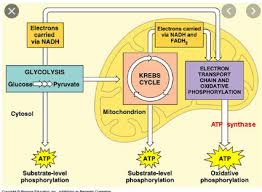 The krebs cycle and electron transport takes place in the mitochondria. Where Does Cellular Respiration Take Place Quora