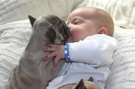 Baby French Bulldog That Eric Alper