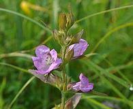Image result for Buchnera attenuata