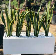 Maybe you would like to learn more about one of these? Sansevieria Or Snake Plant Outdoor Exoticplantsouq Indoor Plants Outdoor Plants Plant Pots