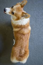 The Corgi Truth Weight Matters Littlecooperbear