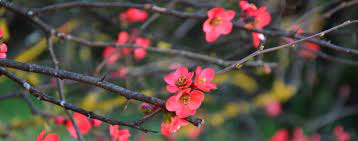 Maybe you would like to learn more about one of these? Flowering Plum A Truly Beautiful Spring Blooming That Warms The Heart