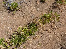 Image result for Vigna subterranea