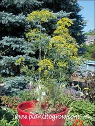 Image result for Anethum graveolens