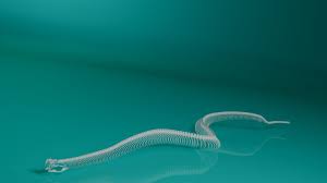 3d Model Snake Skeleton King Cobra Snake Snake Cobra Snake