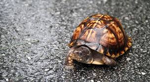Records of nellore animals born between 1984 and 2006 from the zootechnical archive of agropecuária jacarezinho ltda were used. Sic Kimvie Twitter