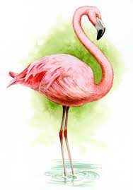 chilean flamingo animal fact sheet lincoln park zoo flamingo illustration flamingo art bird drawings