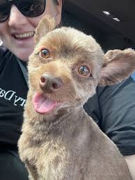 Travel buddies with dogs in Australia
