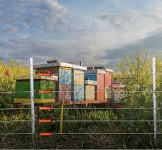 An electric fence is a neat, highly efficient way to keep livestock where they belong. Solar Powered Bear Fence For Bee Keeping Hive Apiary Electric Fence Gallagher Electric Fencing From Valley Farm Supply