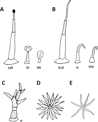 New latin solanaceae, family name, from solanum date solanaceous — ˌsɒlə neɪʃəs adjective botany relating to or denoting plants of the nightshade family. Plant Trichomes And The Biomechanics Of Defense In Various Systems With Solanaceae As A Model