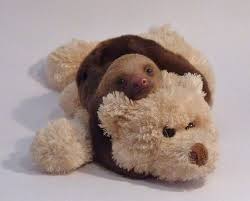 Eternalsloth Cute Sloth Pictures Cute Animals Cute Baby Sloths