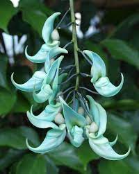 Maybe you would like to learn more about one of these? Pin On Plants And Gardens