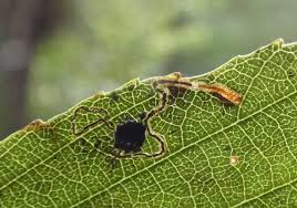 Image result for Stigmella alnetella