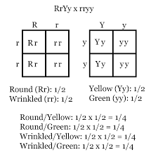 What is a punnett square? Independent Assortment Linked Genes And Recombination