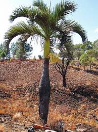 Image result for Monopsis decipiens