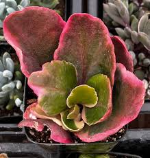 Image result for Kalanchoe