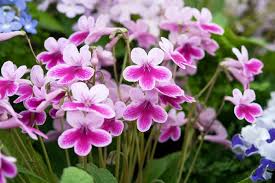 Image result for Streptocarpus