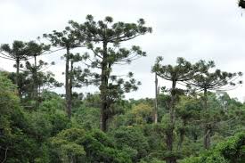 Image result for Arauk rie Araucaria