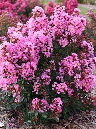 Image result for Lagerstroemia