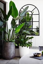 10 Great Ideas For Displaying Indoor Indoor Plants Livingroomideas In 2020 Indoor Plants Interior Plants Plant Decor