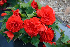 Nonstop Red Begonia Begonia Nonstop Red In Lethbridge Coaldale Taber Cardston Pincher Creek Alberta Ab At Green Haven Garden Centre